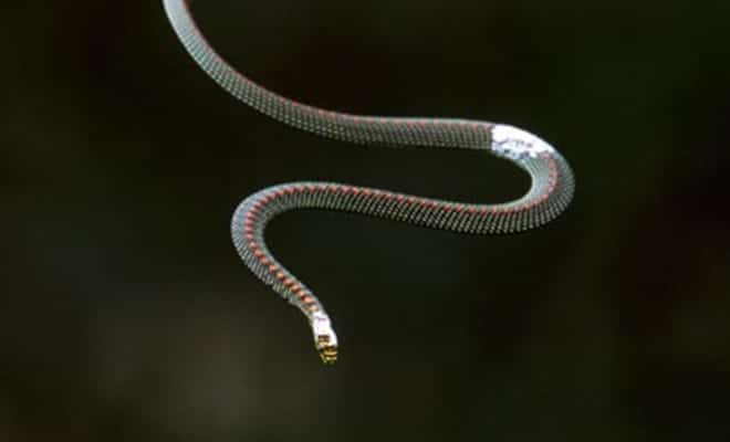Cobras voadoras pulam entre árvores e intrigam cientistas