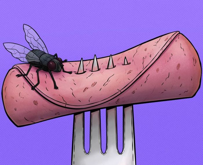 4 coisas que acontece quando uma mosca pousa na sua comida 1