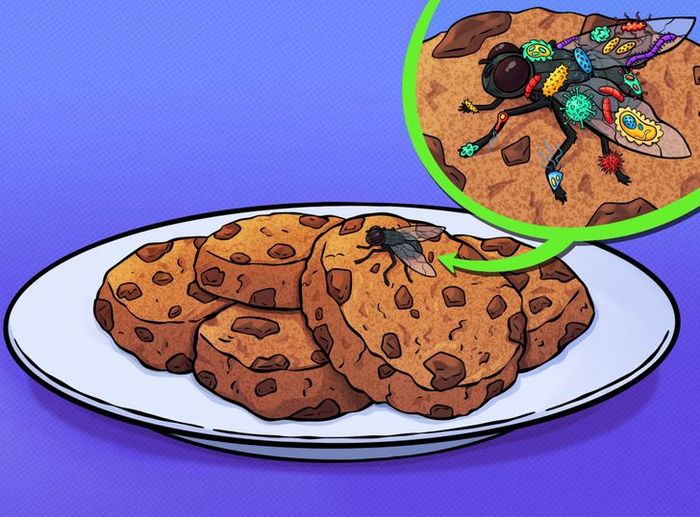 4 coisas que acontece quando uma mosca pousa na sua comida 3