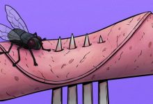 4 coisas que acontece quando uma mosca pousa na sua comida 12