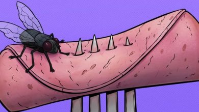 4 coisas que acontece quando uma mosca pousa na sua comida 10