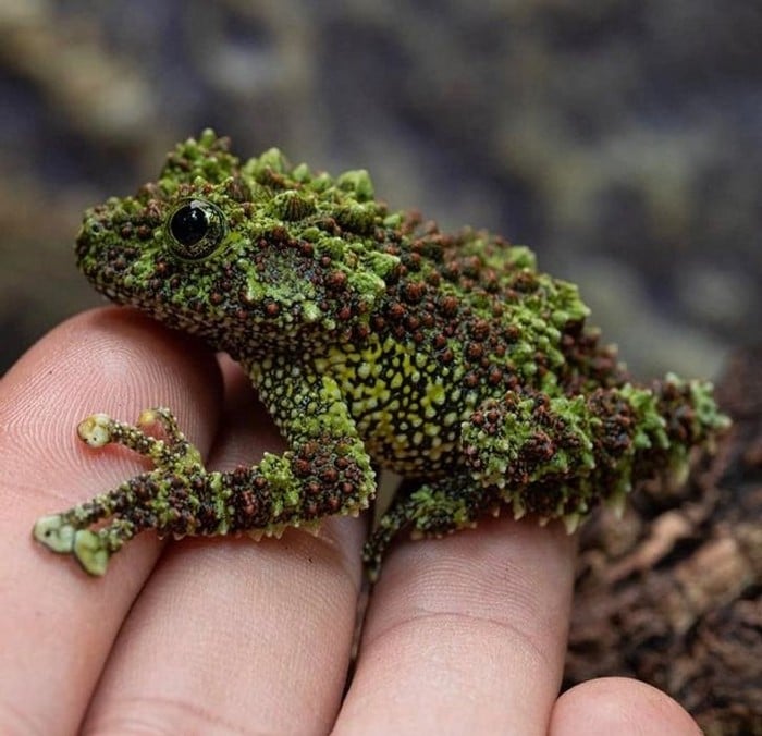 14 falhas da natureza que nos deixam confusos 2