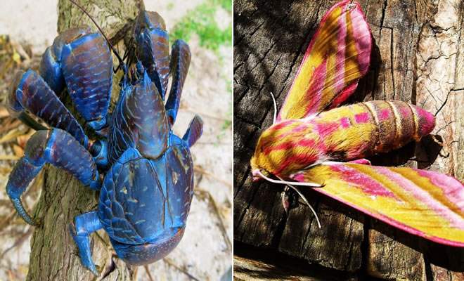 14 falhas da natureza que nos deixam confusos
