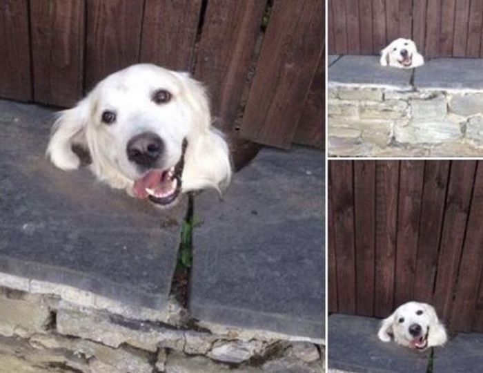 19 fotos encantadoras, capazes de transformar seu dia ruim em um dia especial 5