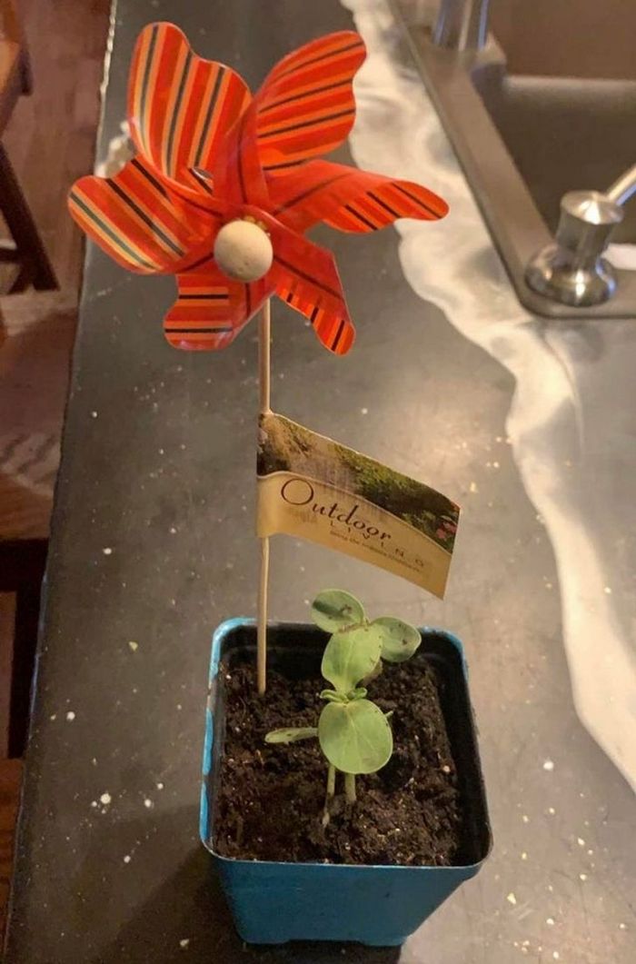 19 fotos encantadoras, capazes de transformar seu dia ruim em um dia especial 13