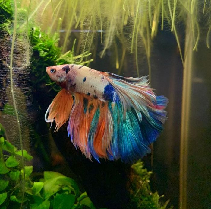 23 fotos que são verdadeiramente um banquete para a visão 12