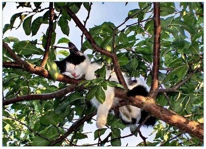 34 gatos que dominam a arte de dormir nas árvores 4
