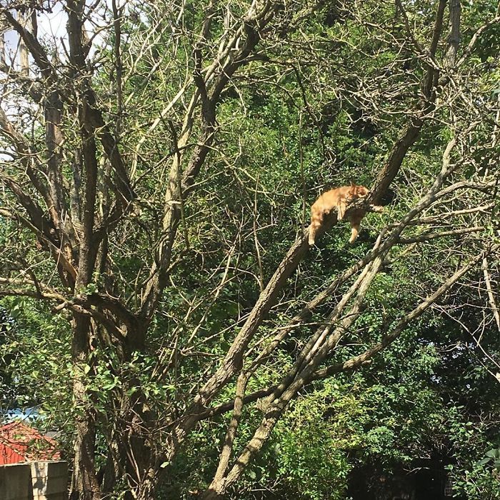 34 gatos que dominam a arte de dormir nas árvores 11