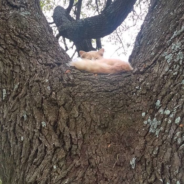 34 gatos que dominam a arte de dormir nas árvores 15