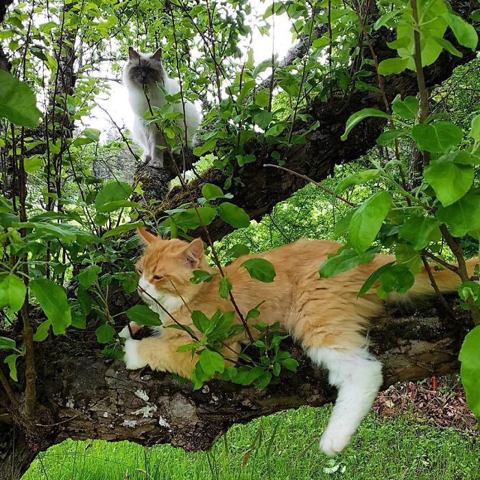 34 gatos que dominam a arte de dormir nas árvores 18