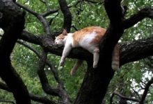 34 gatos que dominam a arte de dormir nas árvores 3