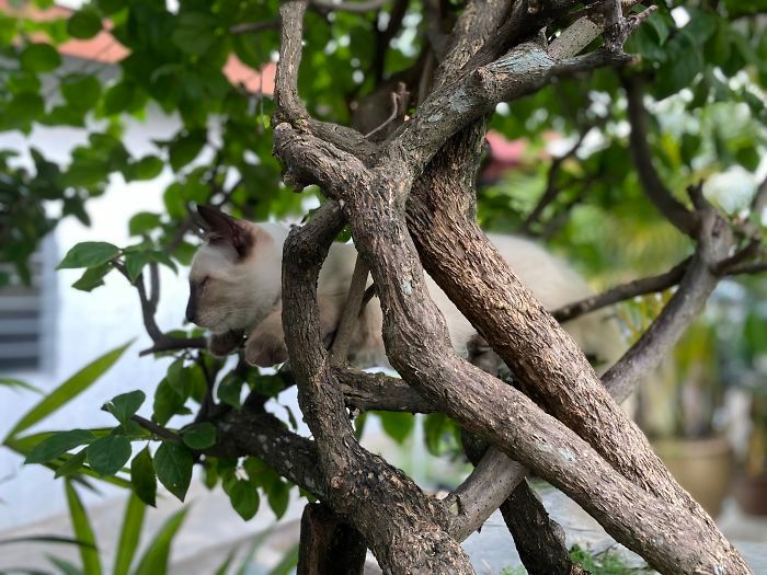 34 gatos que dominam a arte de dormir nas árvores 28