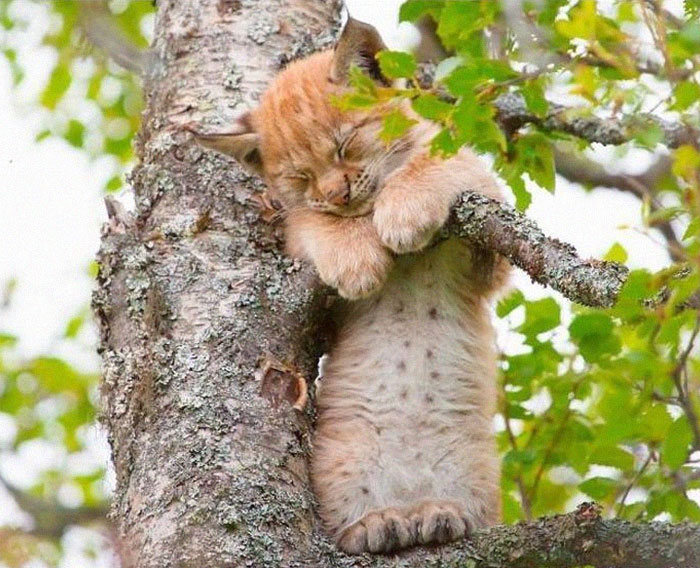 34 gatos que dominam a arte de dormir nas árvores 31