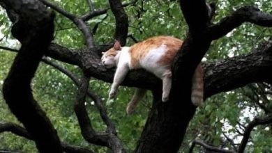 34 gatos que dominam a arte de dormir nas árvores 4