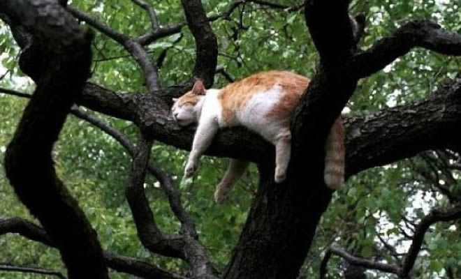 34 gatos que dominam a arte de dormir nas árvores 70