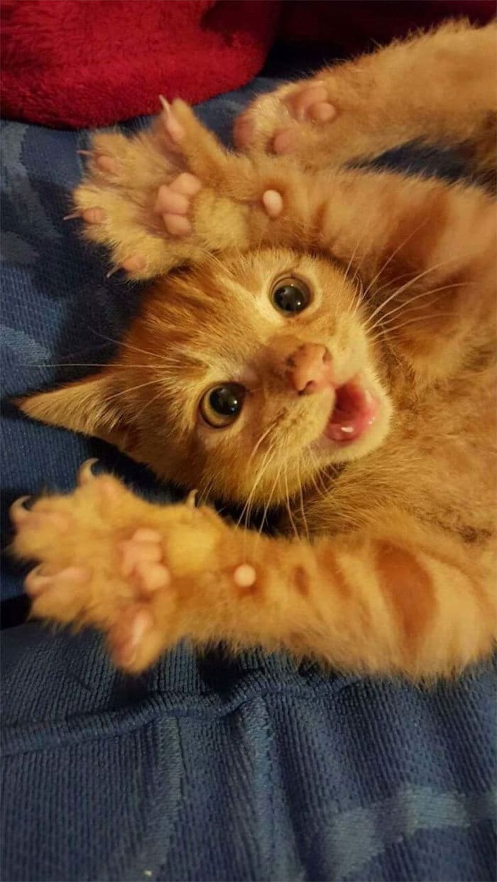 O grupo Murder Mittens é sobre gatos mostrando suas garras (35 fotos) 1