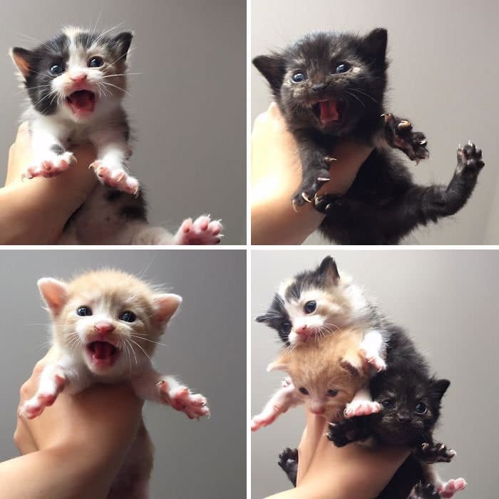 O grupo Murder Mittens é sobre gatos mostrando suas garras (35 fotos) 2