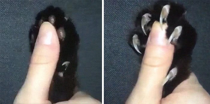 O grupo Murder Mittens é sobre gatos mostrando suas garras (35 fotos) 3