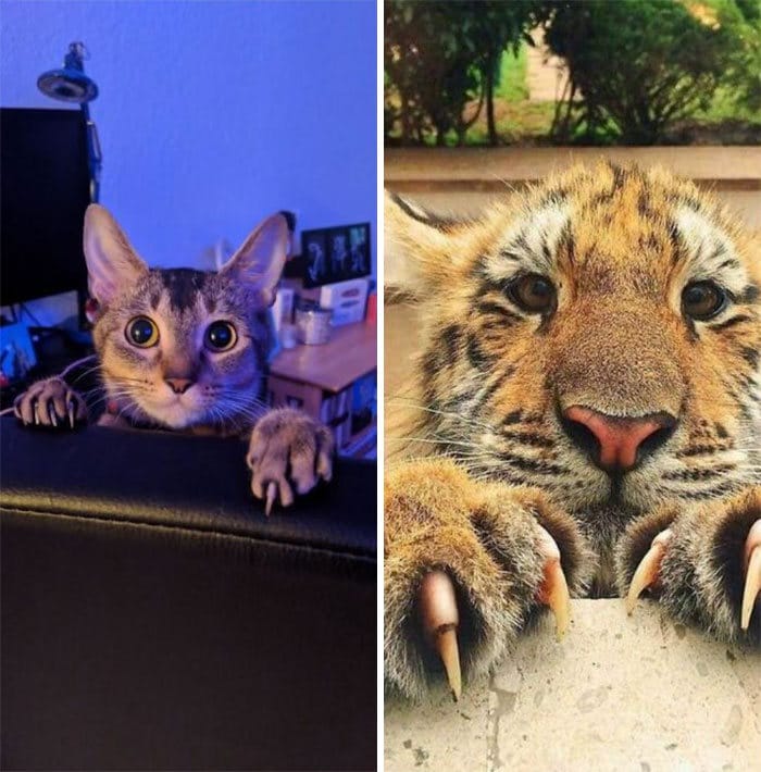 O grupo Murder Mittens é sobre gatos mostrando suas garras (35 fotos) 4