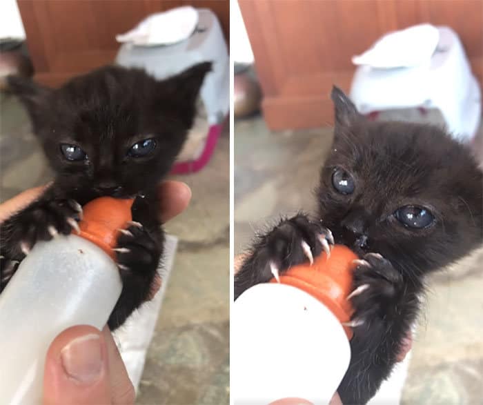 O grupo Murder Mittens é sobre gatos mostrando suas garras (35 fotos) 5