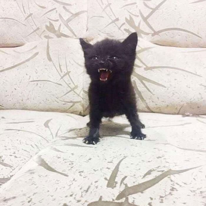 O grupo Murder Mittens é sobre gatos mostrando suas garras (35 fotos) 6