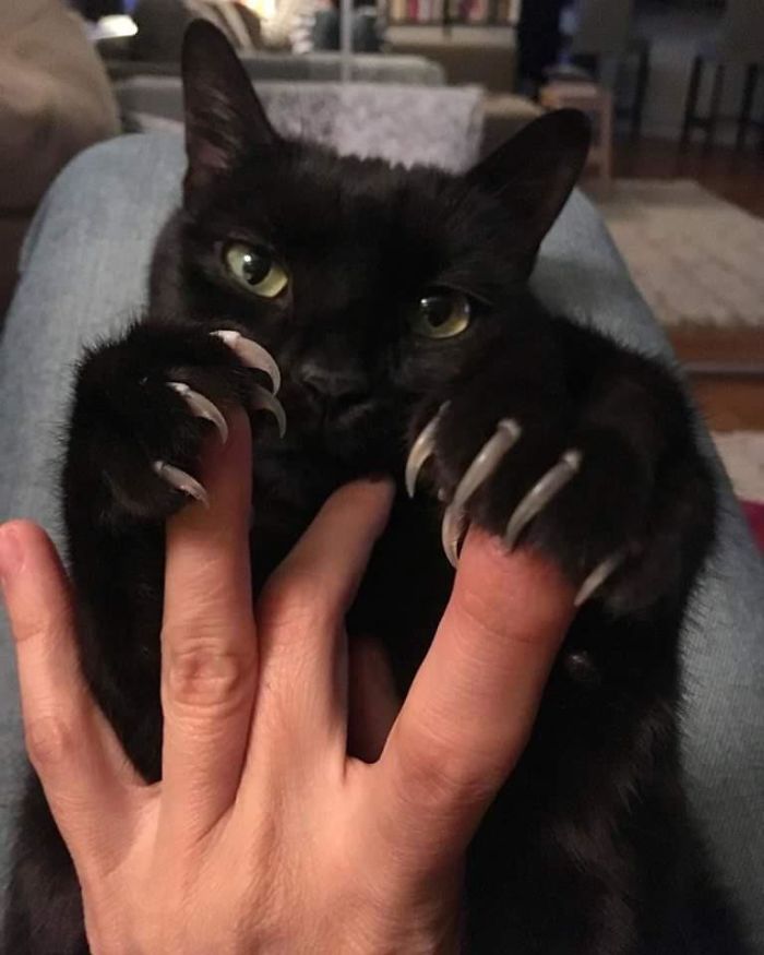 O grupo Murder Mittens é sobre gatos mostrando suas garras (35 fotos) 7