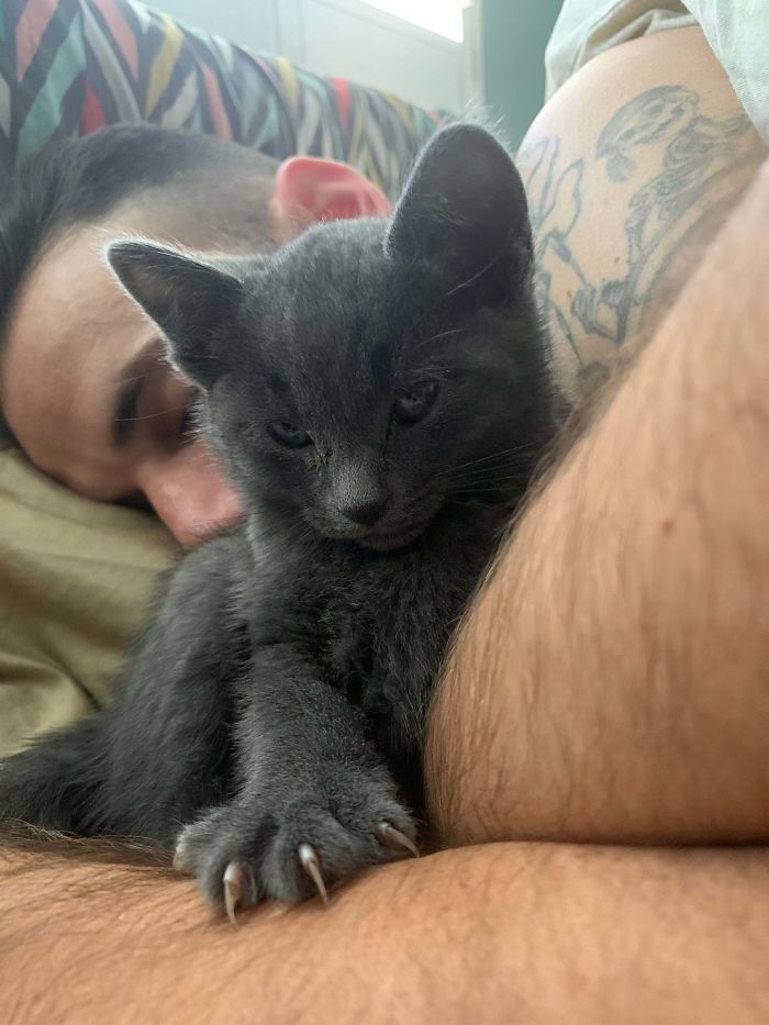 O grupo Murder Mittens é sobre gatos mostrando suas garras (35 fotos) 8