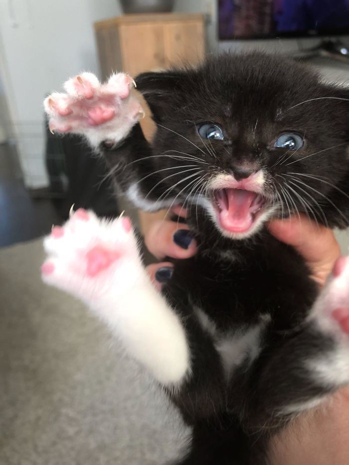 O grupo Murder Mittens é sobre gatos mostrando suas garras (35 fotos) 9