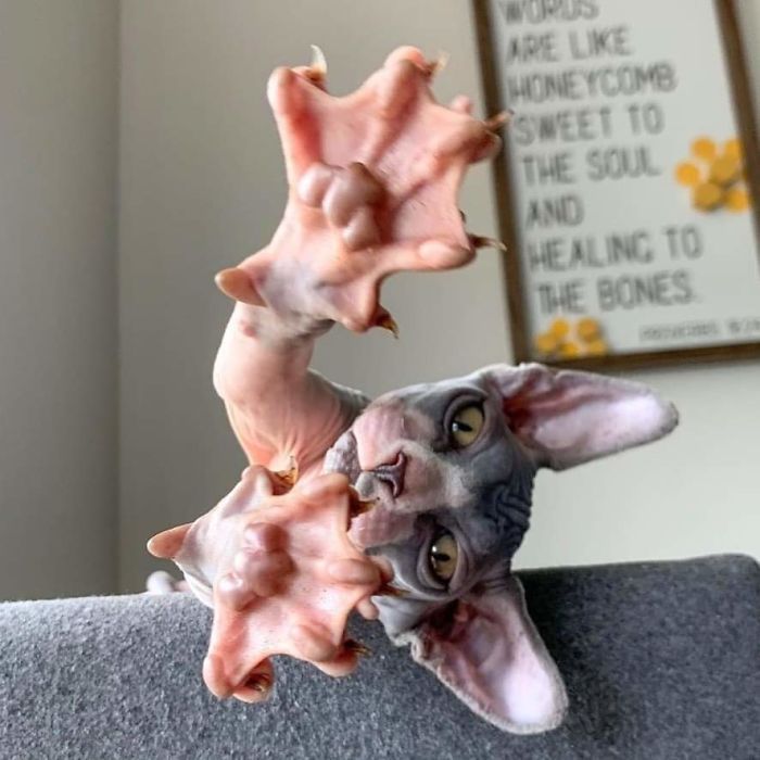 O grupo Murder Mittens é sobre gatos mostrando suas garras (35 fotos) 10