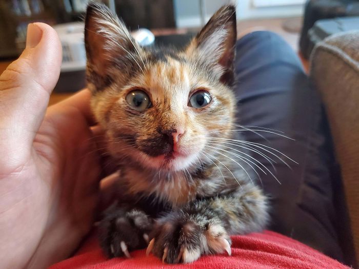 O grupo Murder Mittens é sobre gatos mostrando suas garras (35 fotos) 11