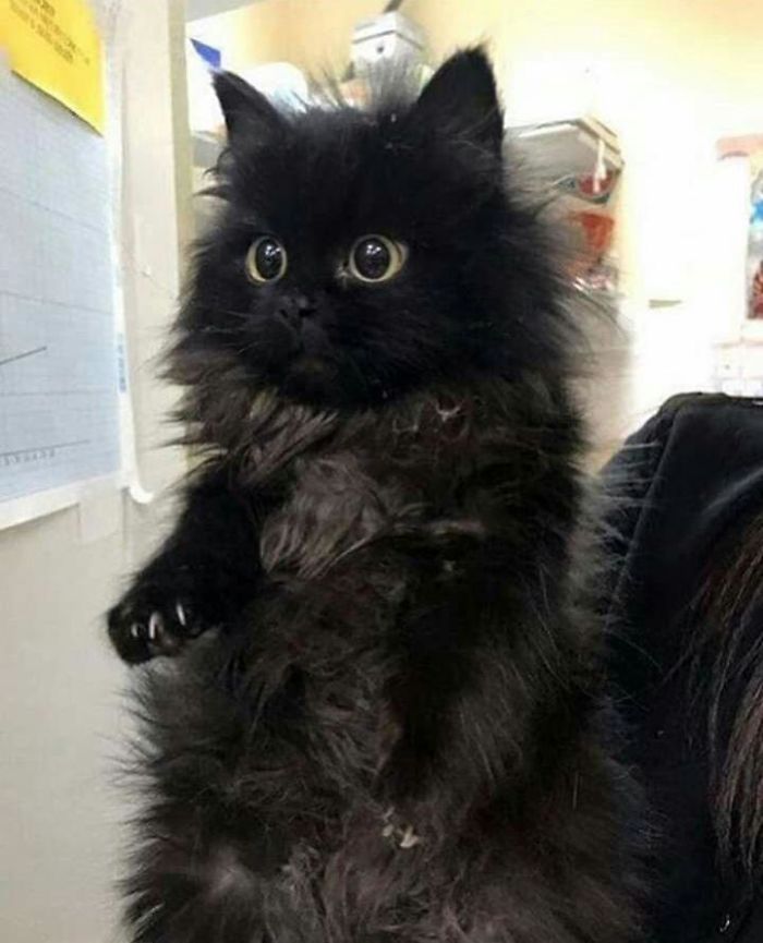 O grupo Murder Mittens é sobre gatos mostrando suas garras (35 fotos) 12