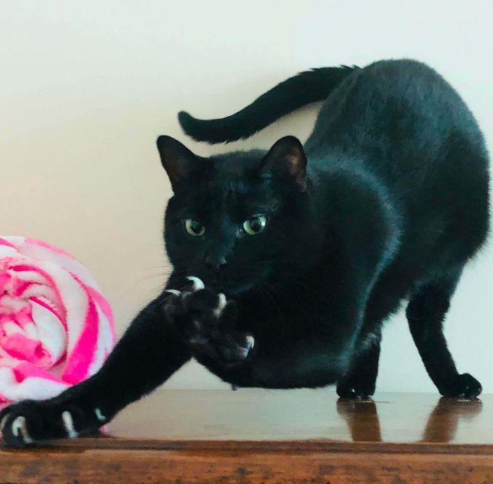 O grupo Murder Mittens é sobre gatos mostrando suas garras (35 fotos) 13