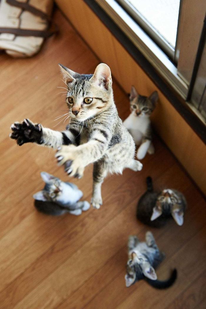 O grupo Murder Mittens é sobre gatos mostrando suas garras (35 fotos) 14