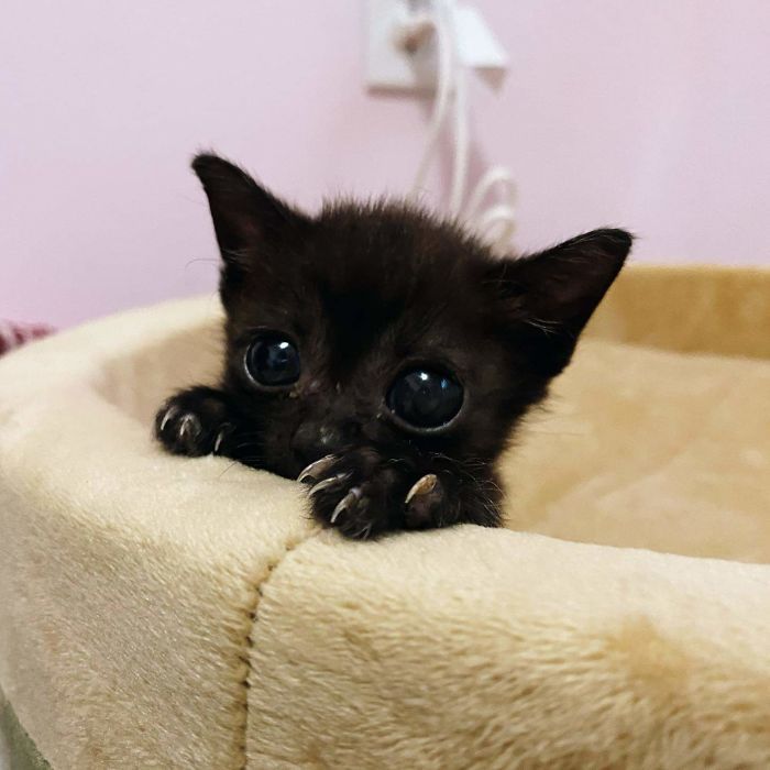 O grupo Murder Mittens é sobre gatos mostrando suas garras (35 fotos) 15