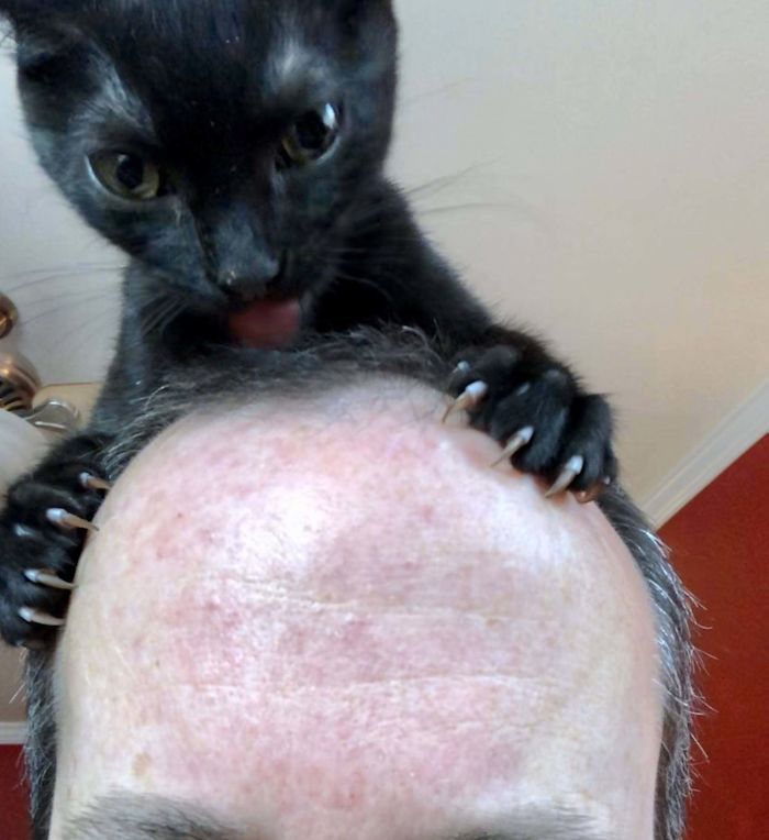O grupo Murder Mittens é sobre gatos mostrando suas garras (35 fotos) 16