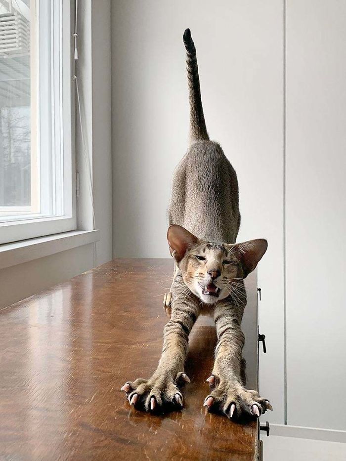 O grupo Murder Mittens é sobre gatos mostrando suas garras (35 fotos) 17