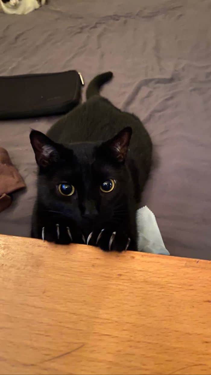 O grupo Murder Mittens é sobre gatos mostrando suas garras (35 fotos) 18
