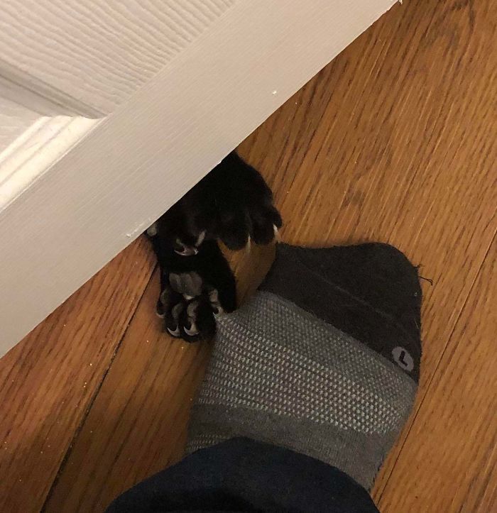 O grupo Murder Mittens é sobre gatos mostrando suas garras (35 fotos) 19