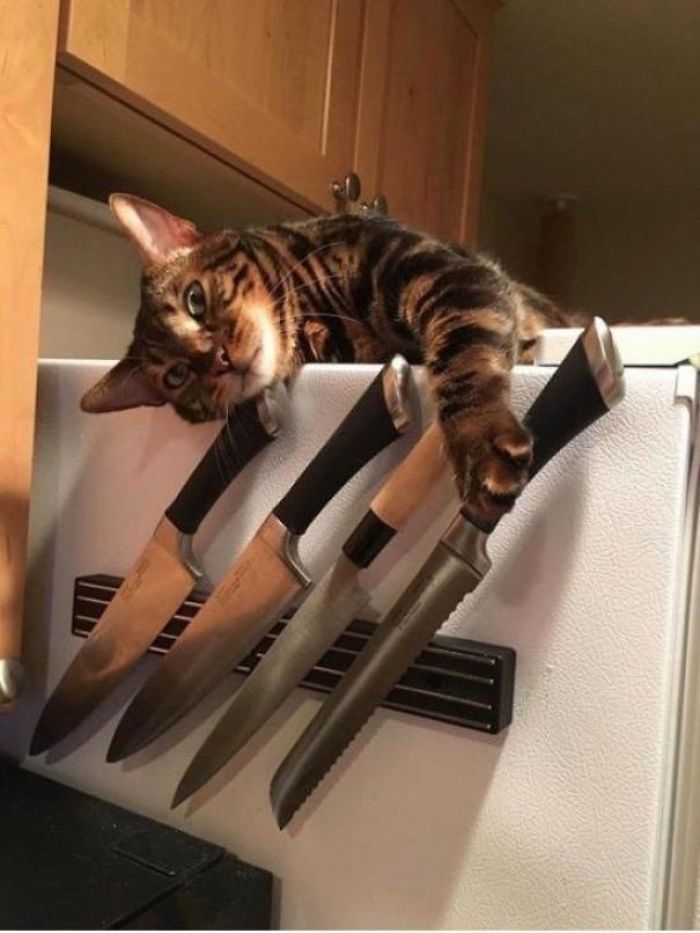 O grupo Murder Mittens é sobre gatos mostrando suas garras (35 fotos) 20