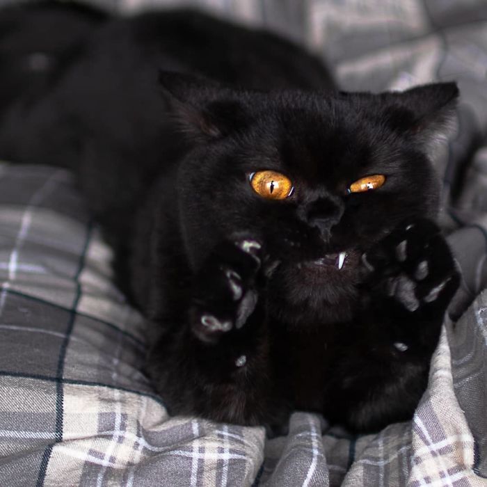 O grupo Murder Mittens é sobre gatos mostrando suas garras (35 fotos) 21