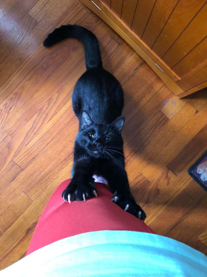 O grupo Murder Mittens é sobre gatos mostrando suas garras (35 fotos) 22