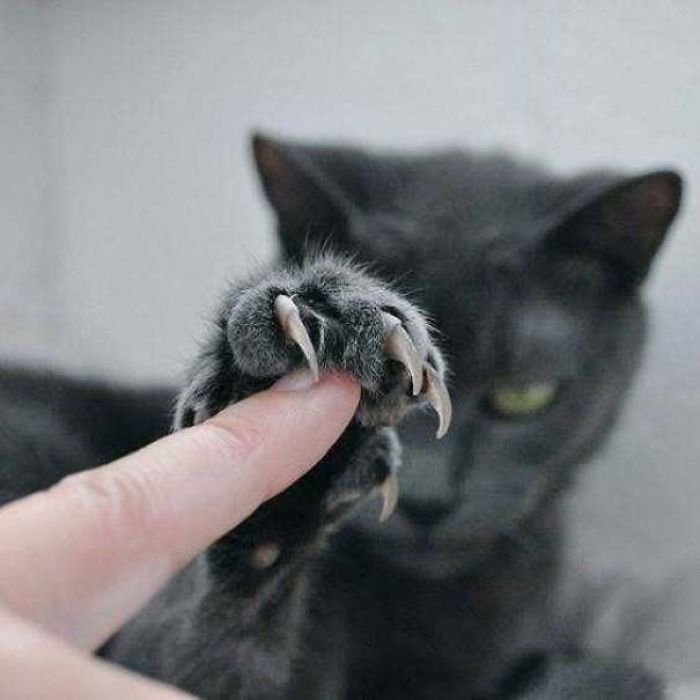 O grupo Murder Mittens é sobre gatos mostrando suas garras (35 fotos) 23