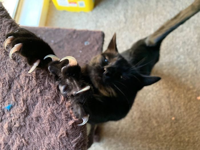 O grupo Murder Mittens é sobre gatos mostrando suas garras (35 fotos) 24