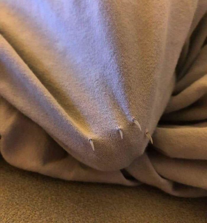 O grupo Murder Mittens é sobre gatos mostrando suas garras (35 fotos) 25