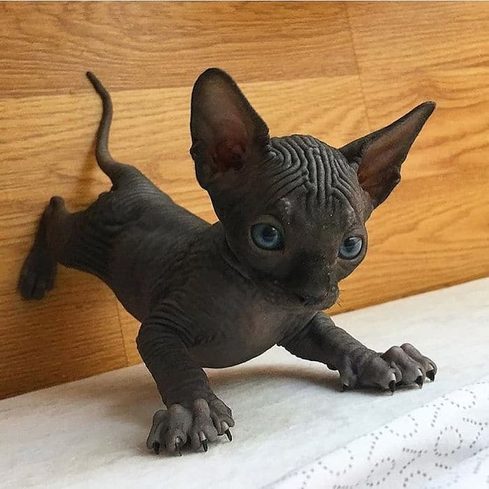 O grupo Murder Mittens é sobre gatos mostrando suas garras (35 fotos) 26
