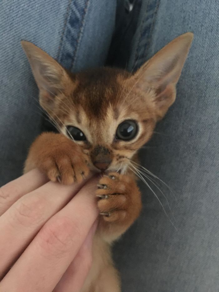 O grupo Murder Mittens é sobre gatos mostrando suas garras (35 fotos) 27