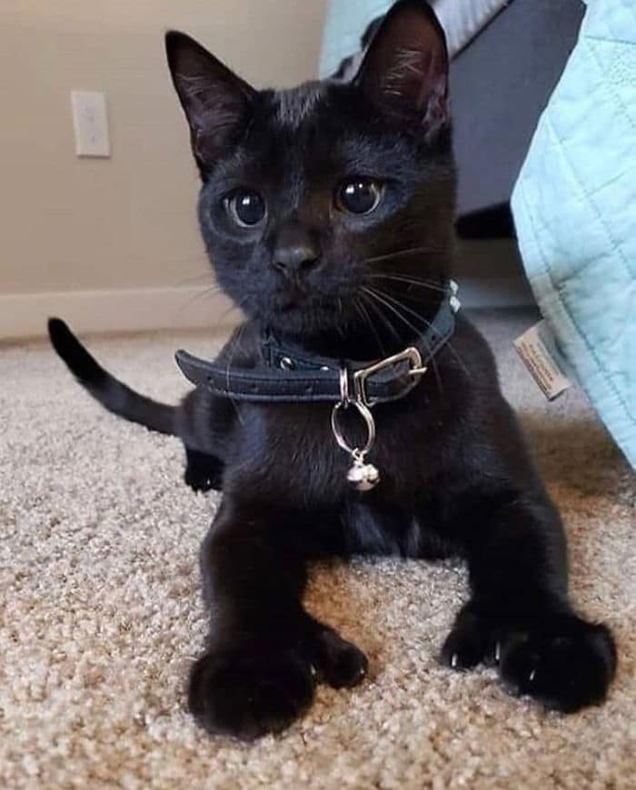 O grupo Murder Mittens é sobre gatos mostrando suas garras (35 fotos) 29