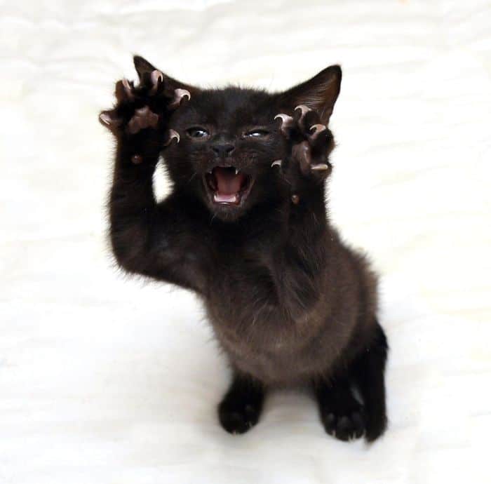 O grupo Murder Mittens é sobre gatos mostrando suas garras (35 fotos) 30