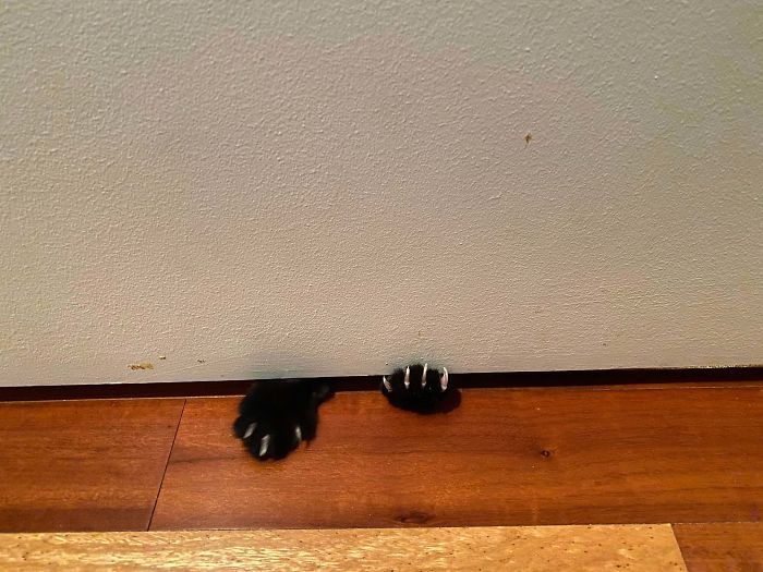 O grupo Murder Mittens é sobre gatos mostrando suas garras (35 fotos) 31