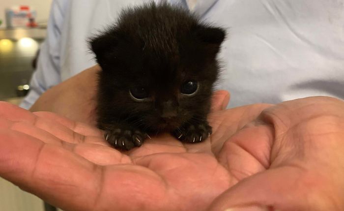 O grupo Murder Mittens é sobre gatos mostrando suas garras (35 fotos) 32